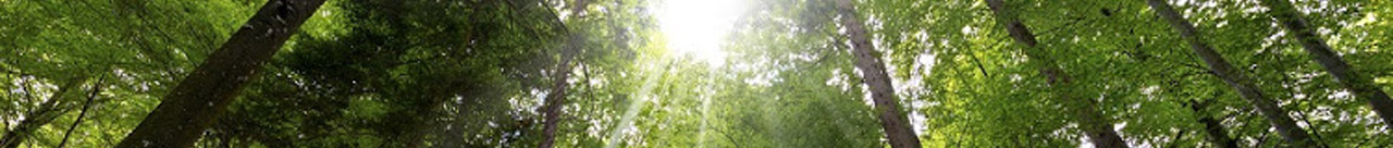 Solen skiner genom trädkronor i skogen